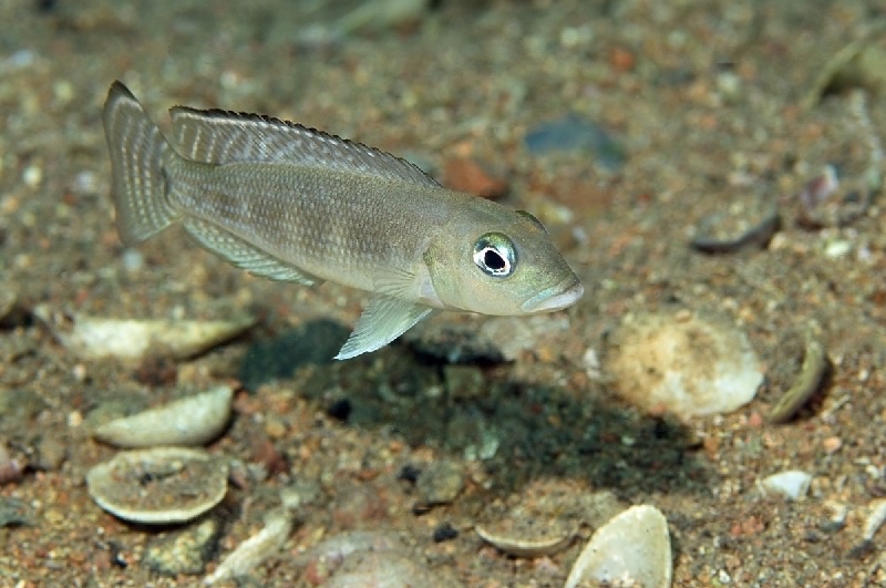 Lepidiolamprologus sp. 'meeli-boulengeri' Katete